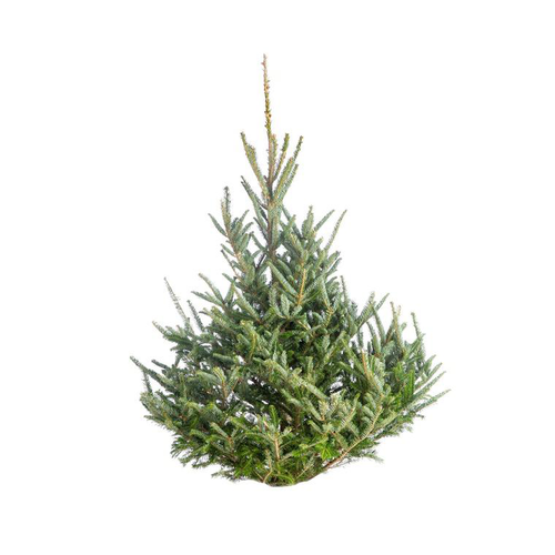 Visuel 1 du produit Sapin de Noël naturel coupé Fraseri - de 125 à 150 cm