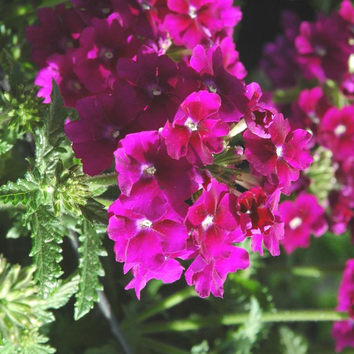 Visuel 1 du produit Verveine érigée - Le pot de Ø 10,5 cm