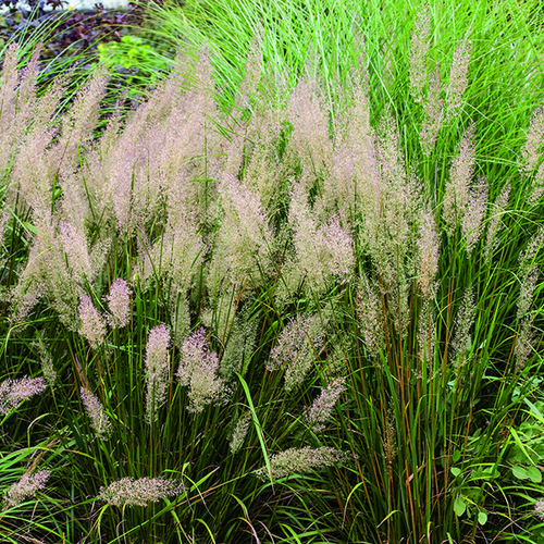 Visuel 1 du produit Herbe aux diamants marron botanic®. Le pot de 2 litres