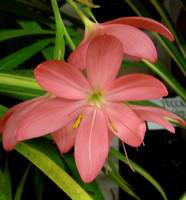 Visuel 1 du produit Schizostylis - Le pot de 3 litres