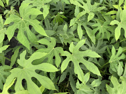 Visuel 1 du produit Aralia green fingers®. Le pot de 5 litres