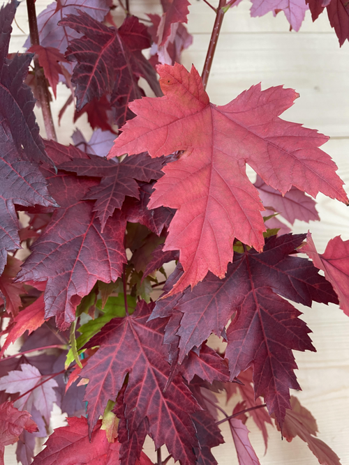 Visuel 1 du produit Érable de Freeman  ‘Jeffersred’ botanic® vert. Le pot de 10 litres