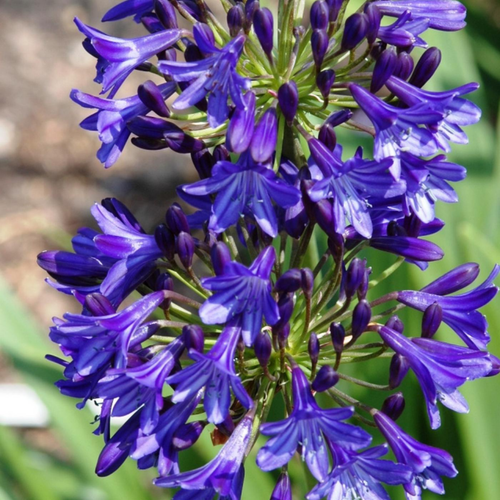 Visuel 1 du produit Agapanthe (tubéreuse) à fleurs bleues - Le pot de 1 litre