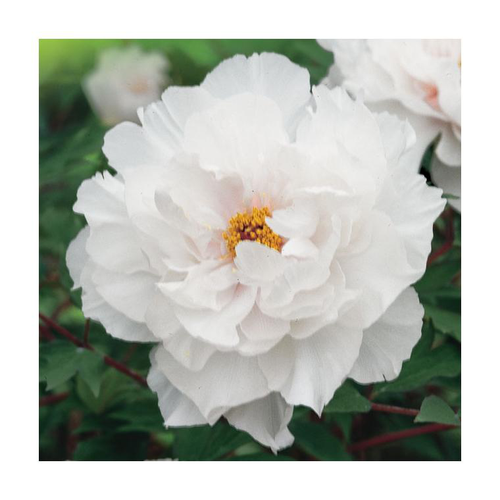 Visuel 1 du produit Pivoine blanche - Le pot de 5 litres