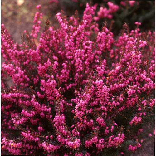 Visuel 1 du produit Bruyère d'hiver ou Erica darleyensis à fleurs roses - Le pot Ø 10 cm