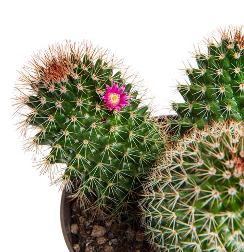 Visuel 6 du produit Cactus mix botanic®. Le pot de Ø 9 cm