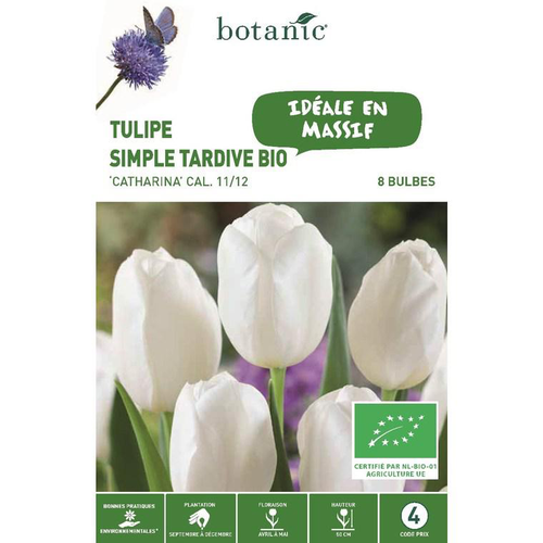 Visuel 1 du produit Tulipe simple tardive catharina bio jaune botanic® - 8 bulbes