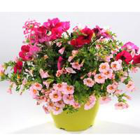 Visuel 1 du produit Coupe pour extérieur - La coupe de 25 cm