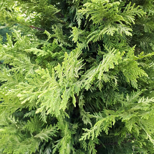 Visuel 1 du produit Cupressocyparis Leylandii Castlewellan Gold 1/2 tige en pot de 15,5 Jaune