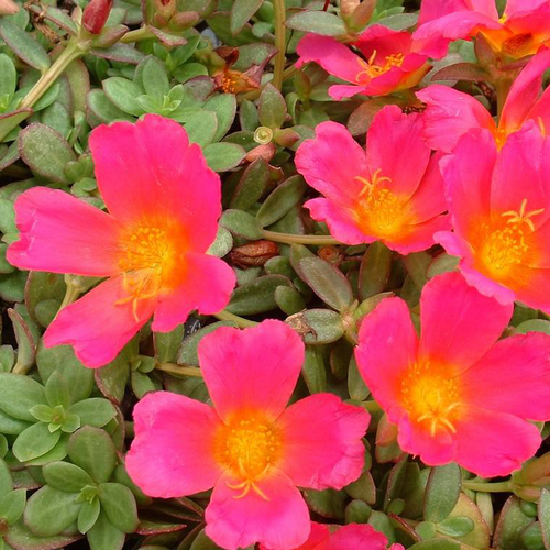 Visuel 1 du produit Portulaca Samba - La suspension de 6 litrez