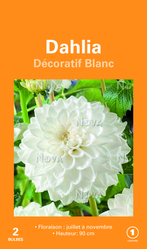 Visuel 1 du produit Bulbes de fleurs Dahlia décoratif blanc botanic® – 2 bulbes