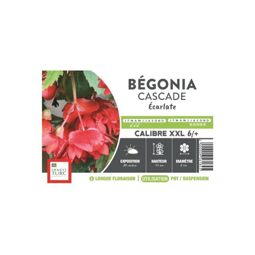 Visuel 1 du produit Bégonia Cascade écarlate rouge XXL Ernest Turc - bulbes vrac