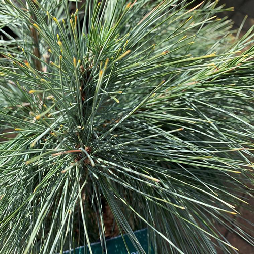 Visuel 1 du produit Pin (Pinus Strobus) Densa Hill 100/125. Le pot déco de 20 litres