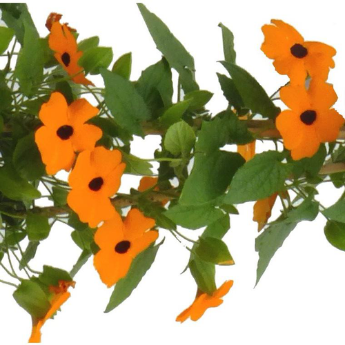 Visuel 1 du produit Plantes annuelles grimpantes - Le pot de 2 litres