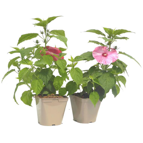 Visuel 1 du produit Hibiscus Moscheutos multicolore. Le pot de 3 litres