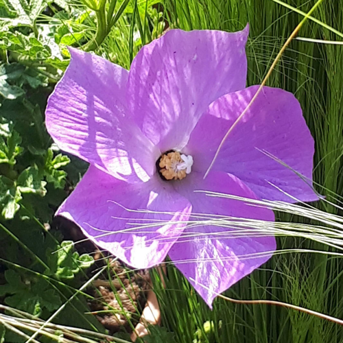 Visuel 1 du produit Alyogyne Deligh Fully. Le pot de 3,4 litres