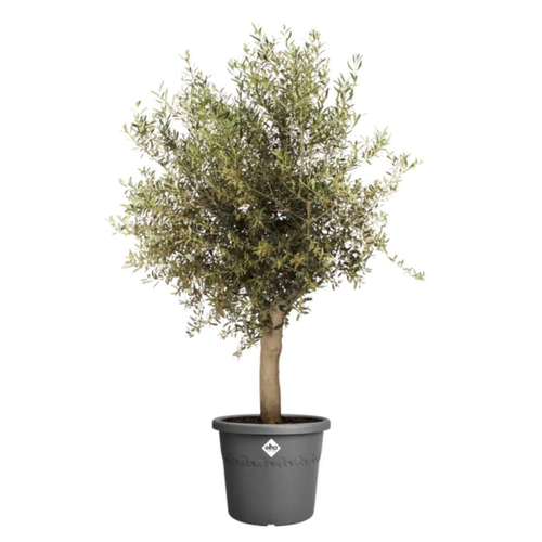 Visuel 2 du produit Pot en plastique recyclé vert thyme green Elho Algarve Cilindro - Ø 40 x H 33 cm