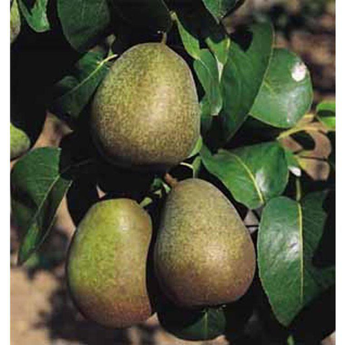 Visuel 1 du produit Poirier Beurre Hardy. Le pot de 10 litres forme gobelet