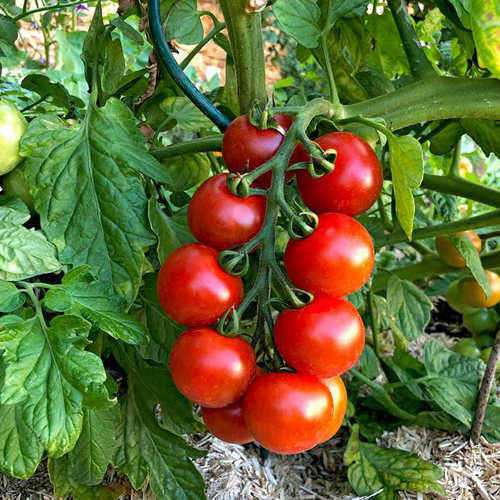 Visuel 1 du produit Tomate cocktail en grappe Harmony bio. Le pot de 10,5 cm