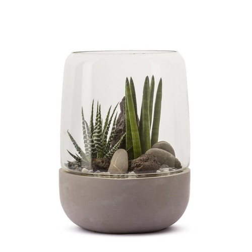 Visuel 1 du produit Terrarium Opendo Succulentes en verre transparent Naturalys taille XS - Ø 18 cm