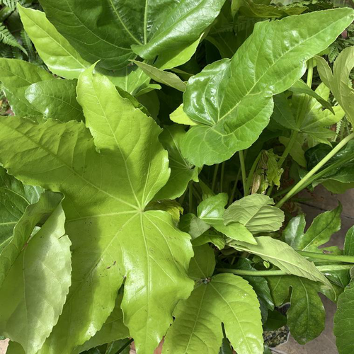 Visuel 1 du produit Aralia du Japon vert. Le pot de 8 litres, 70/80 cm