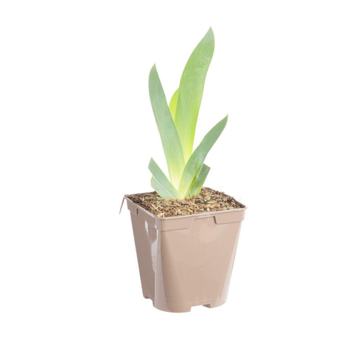 Visuel 2 du produit Iris des jardins Soft Jazz - Le pot de 1 litre