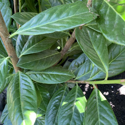 Visuel 1 du produit Prunus Laurocerasus Novita. Le pot de 6 litres