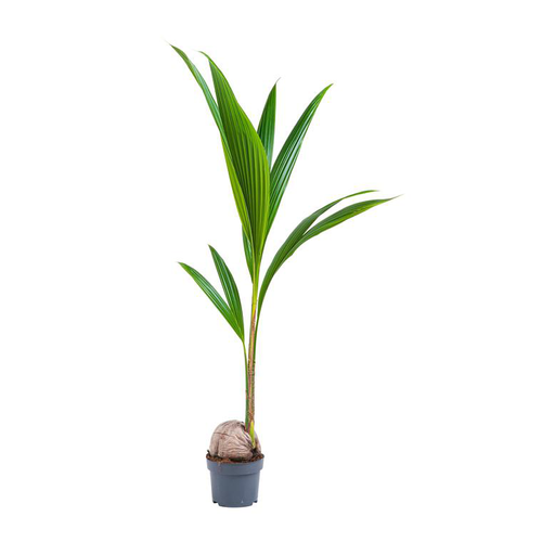 Visuel 1 du produit Cocos Nucifera – Pot de 19 cm