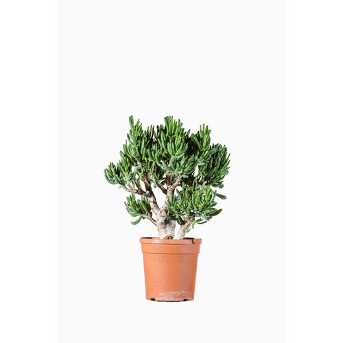 Visuel 1 du produit Crassula Compacta. Le pot de 1 litre