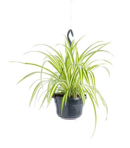 Visuel 1 du produit Chlorophytum comosum (Phalangère) vert. La suspension Ø 14 cm