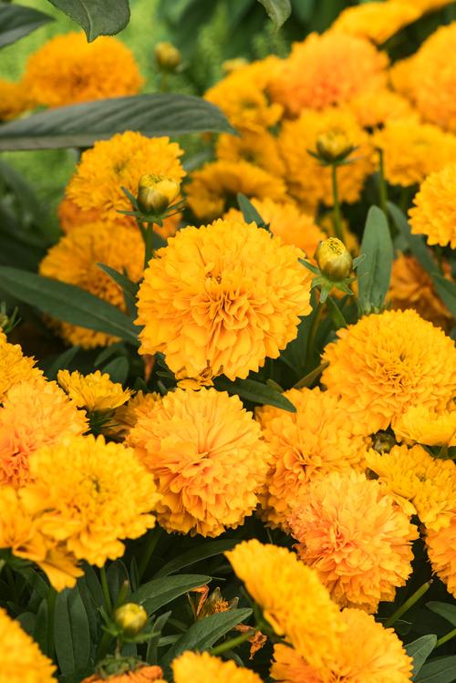 Visuel 1 du produit Coréopsis GOLDEN SPHERE - Le pot de 2 litres