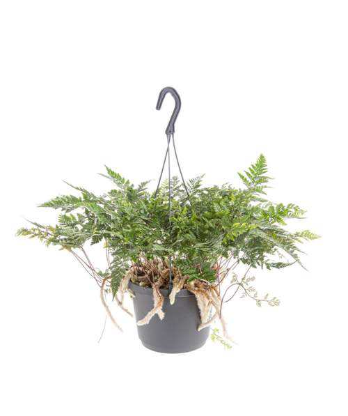 Visuel 1 du produit Fougère patte de lapin verte. La suspension Ø 14 cm