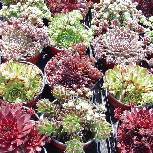 Visuel 1 du produit Sempervivum Variés - Le pot de 1 litre
