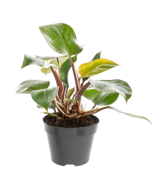 Visuel 1 du produit Philodendron White Princess multicolore. Le pot Ø 15 cm