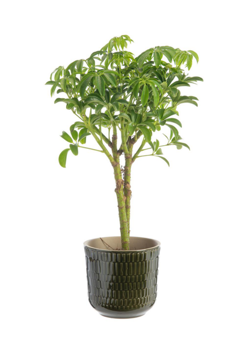 Visuel 5 du produit Plantes vertes sur tige variétés au choix avec cache-pot en céramique. Le cache-pot Ø 12 cm