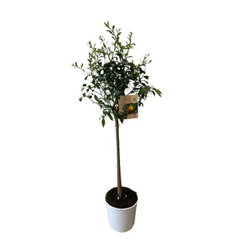 Visuel 1 du produit YUZU