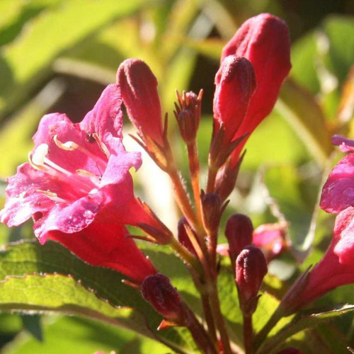 Visuel 1 du produit Weigelia - Le pot de 1 litre