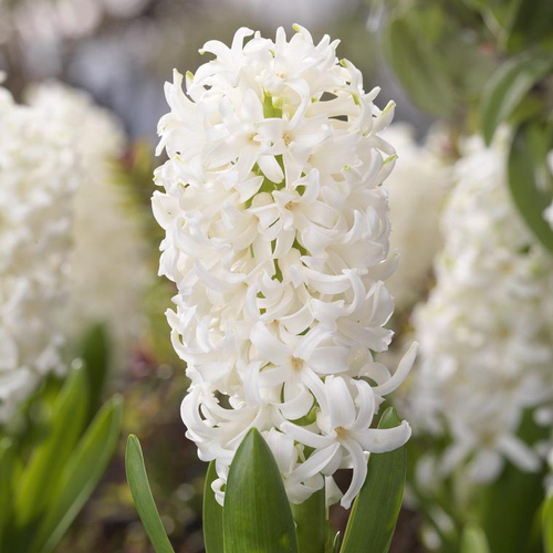 Visuel 1 du produit Jacinthes multicolores x 3 en verrerie déco avec neige