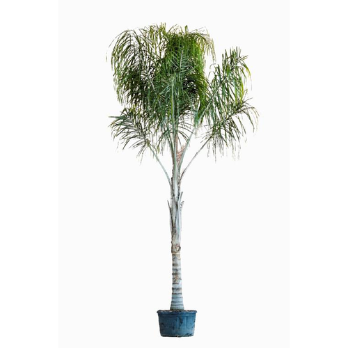 Visuel 1 du produit Arecastrum Romanzoffianum (Cocotier Plumeux) 300/400 en pot de 285 L vert