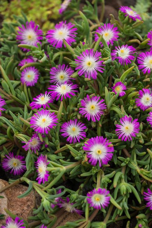 Visuel 1 du produit Pourpier WOW VIOLET WONDER - Le pot de 2 litres