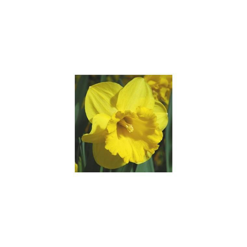 Visuel 1 du produit Narcisse Brighton - Le pot de 2,5 litres