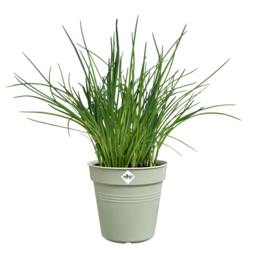 Visuel 3 du produit Pot de culture en polypropylène vert pierre Elho Green basics - Ø 17 x H 15,7 cm