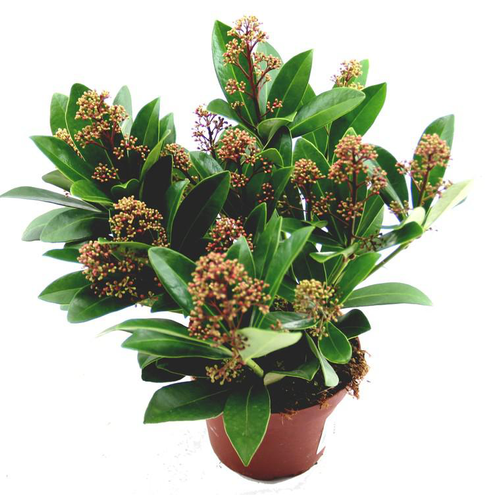 Visuel 1 du produit Skimmia rouge. Le pot de 1 litre