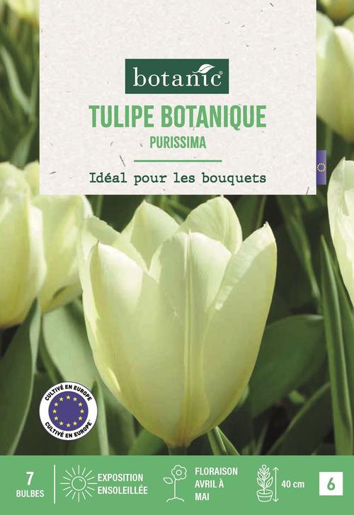 Visuel 1 du produit Tulipe fost. Purissima X7