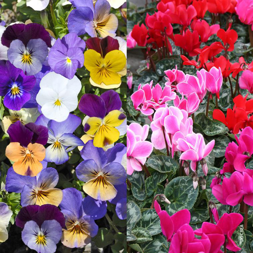 Visuel 1 du produit Viola + Mini Cyclamen - La jardinette