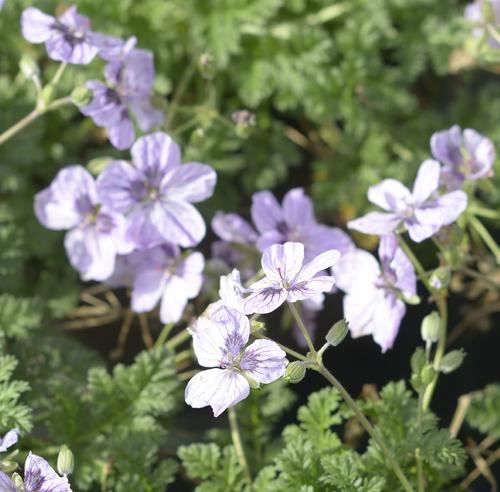 Visuel 1 du produit Erodium ‘Spanish Eyes’ - Le pot de 2 litres