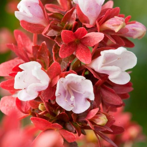 Visuel 1 du produit Abélia Floribunda rose 30/40. Le pot de 3 litres