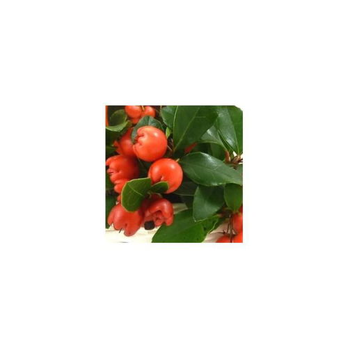 Visuel 1 du produit Gaultheria à baies rouges - Le pot en bois avec guirlande LED