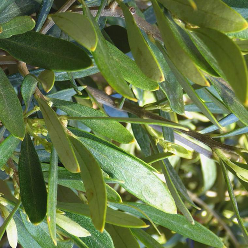 Visuel 1 du produit Bonsaï Olea ou Olivier en coupe de 25 cm