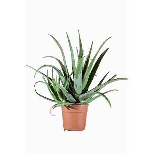 Visuel 1 du produit Aloe Vera en pot de 15 L vert